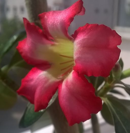 WP_20160429_15_38_52_Pro[1] - adenium