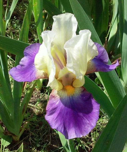 Inner Glam - Irisi intermedia si inalti 2016