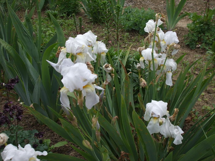 DSCF7372 - IRISI 2016