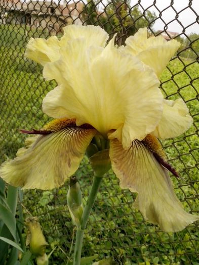 13131489_941324492680712_8269065137024634000_o