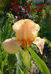 Apricot Drops - Iris oferta 2016