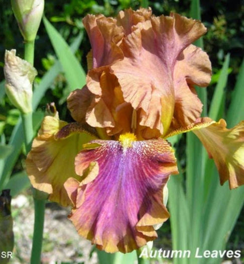 Autumn Leaves - Iris oferta 2016