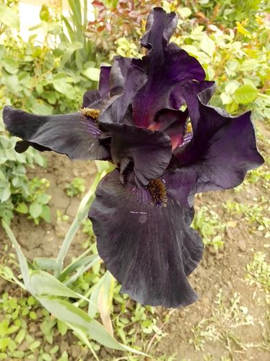 13161892_941324552680706_1611177247336074540_o