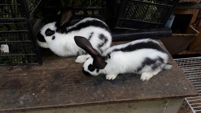 M1&M2 (1) - Pentru George