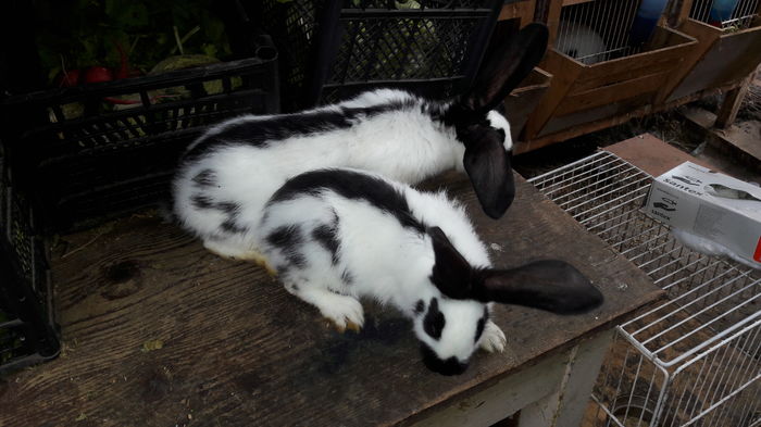 M1&M2 (2) - Pentru George