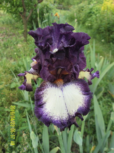 Admiral Nelson - Iris oferta 2016