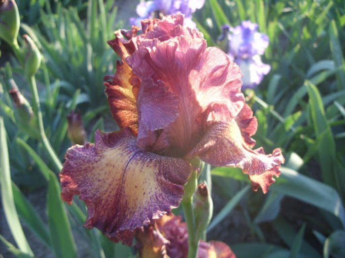 Beguine - Iris oferta 2016