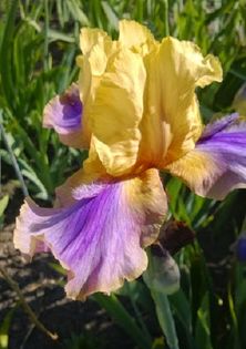 Bermuda Triangle - Iris oferta 2016