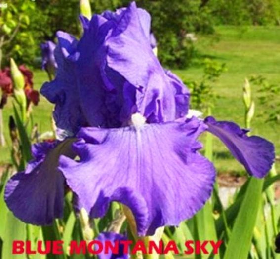 Blue Montana Sky - Iris oferta 2016