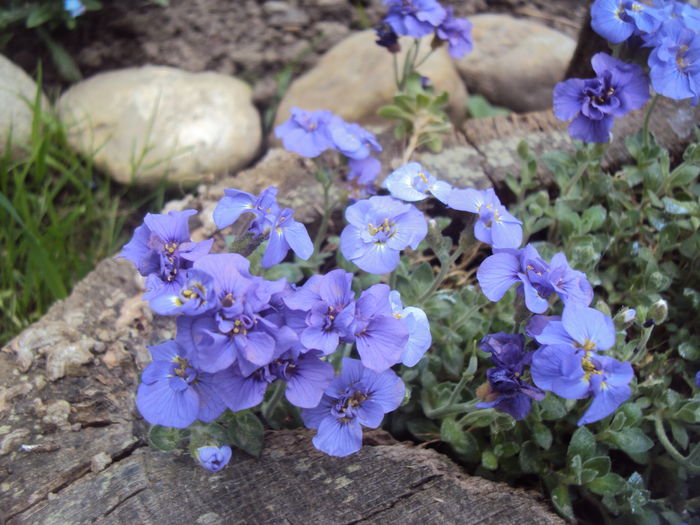 DSC09134 - Geranium si alte perene