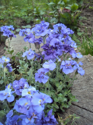 DSC09135 - Geranium si alte perene