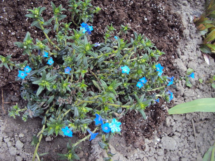 Lithodora - Geranium si alte perene