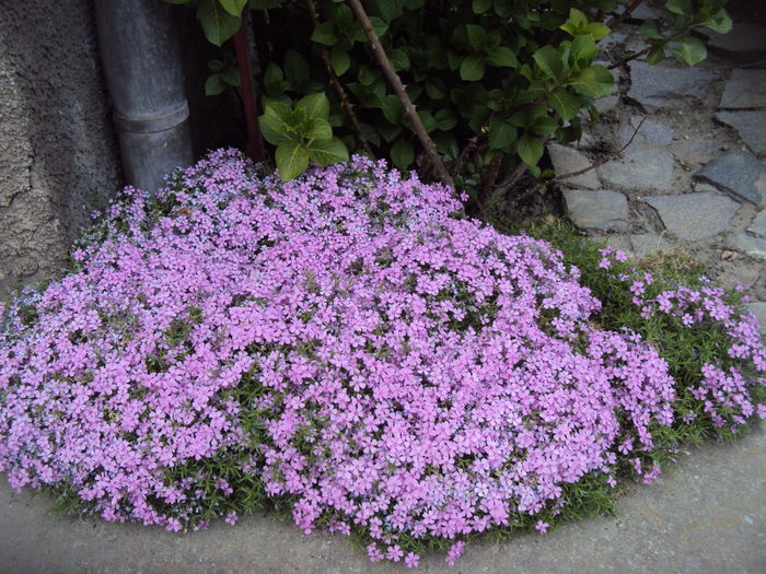 Flox subulata - Phlox si alte perene