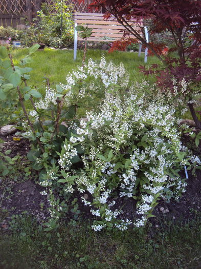 DSC09512 - Geranium si alte perene