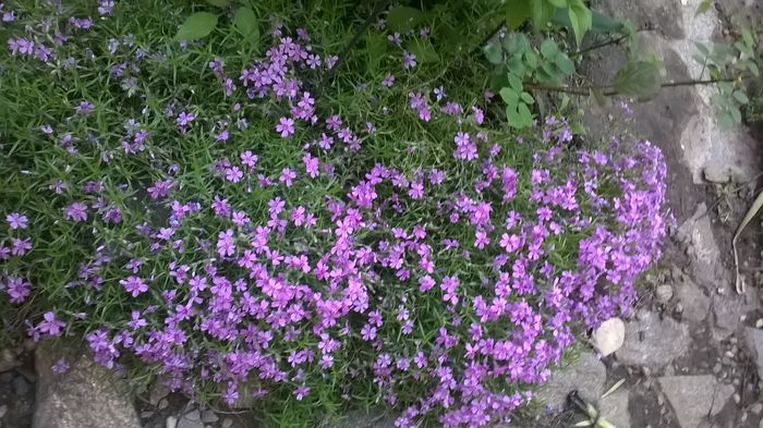 WP_20160421_051 - Geranium si alte perene