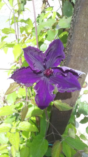 IMG_20160428_142747 - clematis