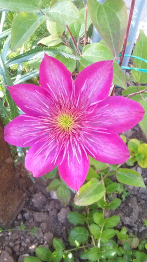  - clematis