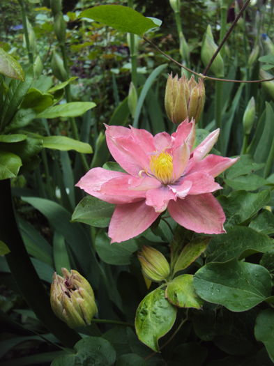 DSC09815 - CLEMATITE