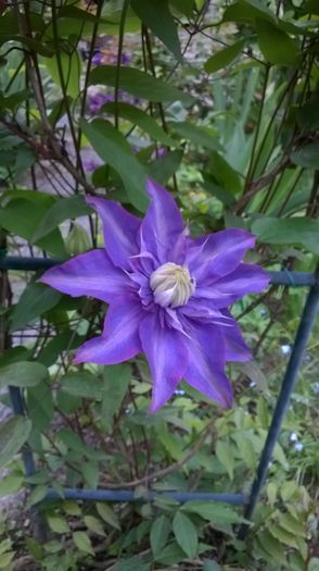 WP_20160503_017 - CLEMATITE
