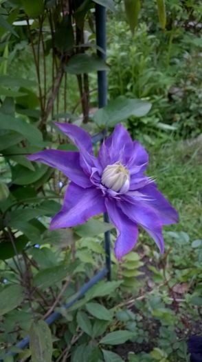 WP_20160503_018 - CLEMATITE