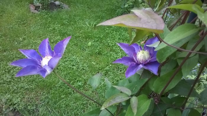 WP_20160503_019 - CLEMATITE