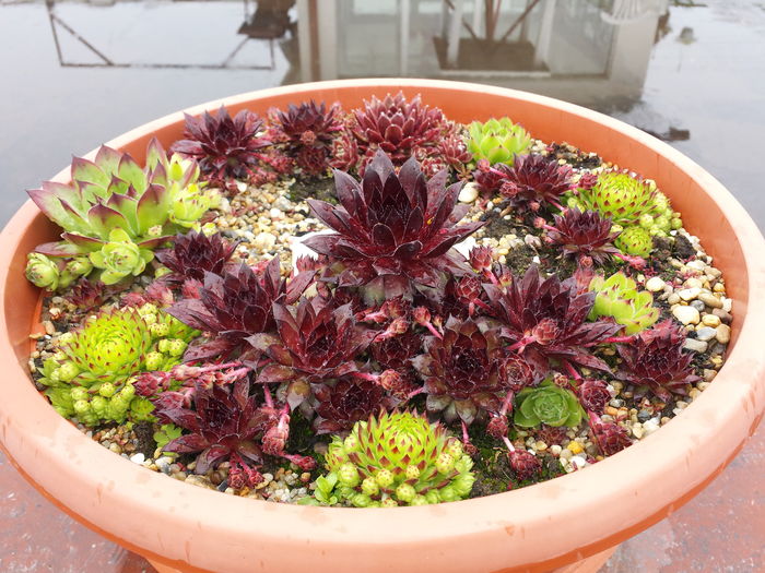  - Sempervivum - 2016