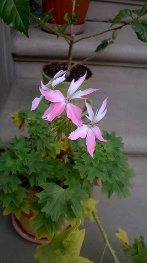 A fosst alba - Mușcate