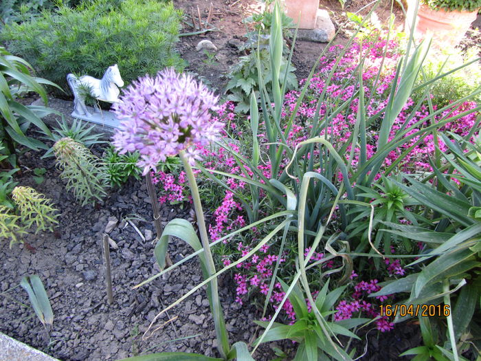 Alium - Flori de gradina-2016-Primavara