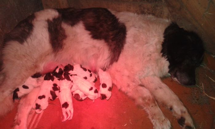 Născuți 3 mai - cuib ciobanesc de Bucovina  Codi-3 Mai 2016