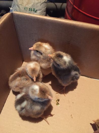 IMG_4996 - 14 puisori italiana proiect crele