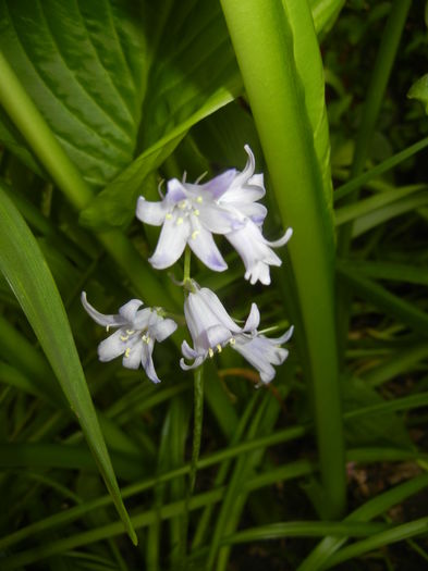 Hyacinthoides hispanica (2016, May 02) - HYACINTHOIDES Hispanica