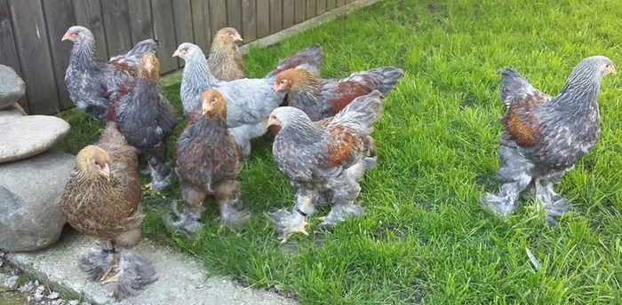 1 mai - a__Pui si tineret brahma 2016