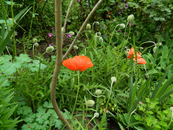 DSCN7075 - 2016 MAI