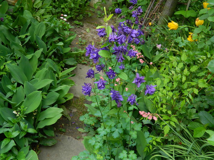 DSCN7081 - 2016 MAI