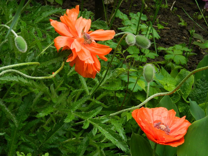 DSCN7090 - 2016 MAI