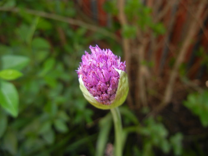 Allium Purple Sensation (2016, April 21) - Allium aflatunense Purple