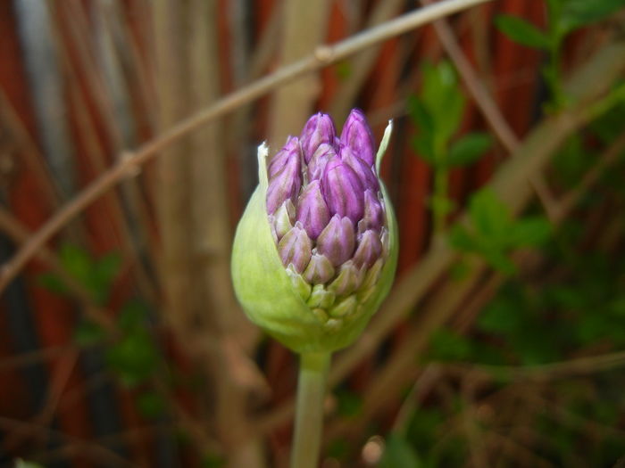 Allium Purple Sensation (2016, April 21) - Allium aflatunense Purple