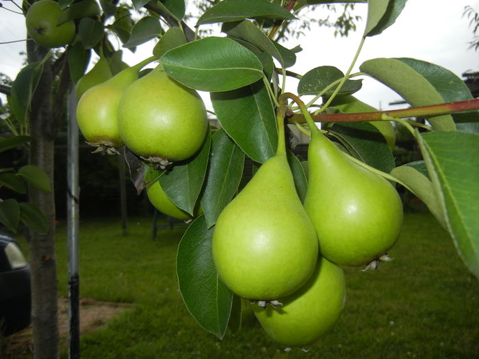 Pears. Pere Napoca (2015, July 03)
