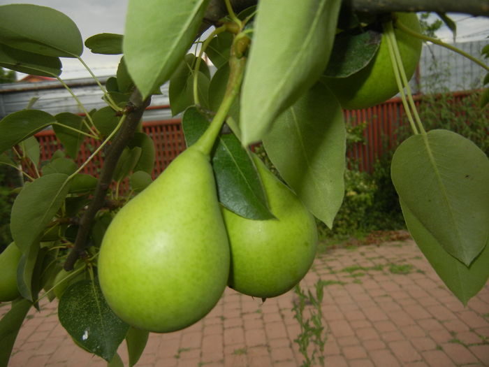 Pears. Pere Napoca (2015, July 03)