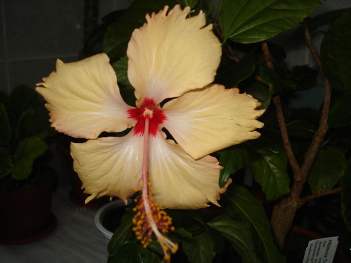 DSC05239 - Hibiscus Sry Lanka