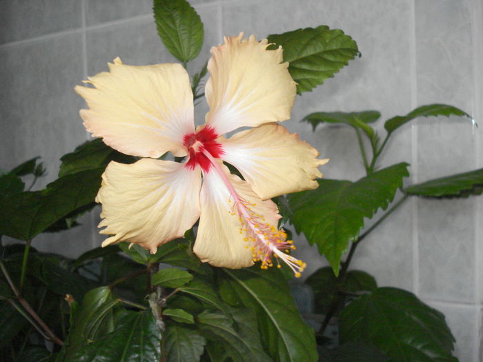 DSC05245 - Hibiscus Sry Lanka