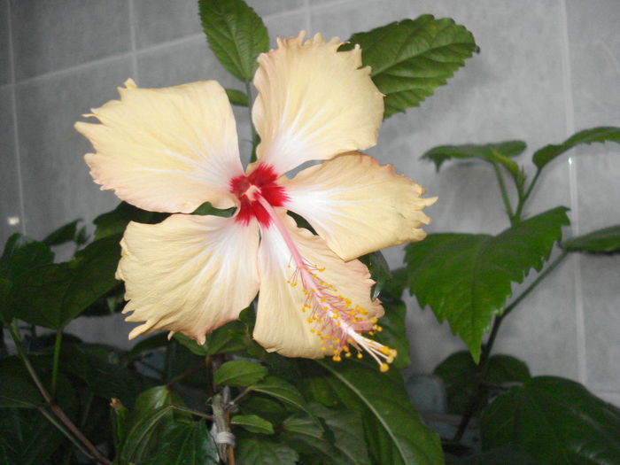 DSC05246 - Hibiscus Sry Lanka