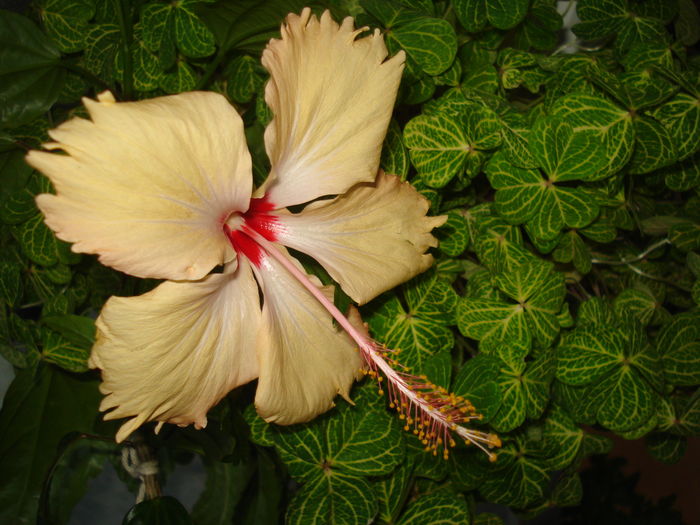 DSC05253 - Hibiscus Sry Lanka
