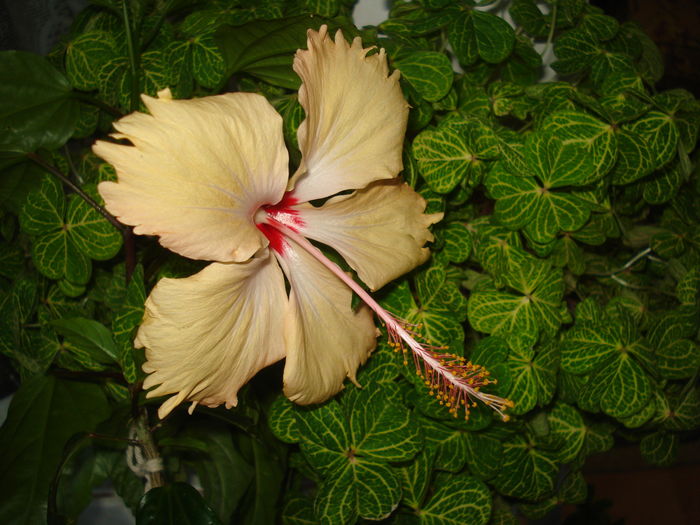 DSC05254 - Hibiscus Sry Lanka