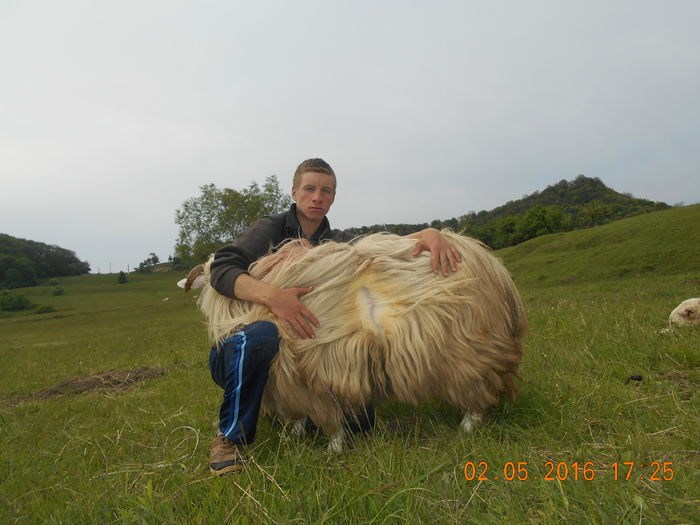 Picture 083 - oile cu miei 2016
