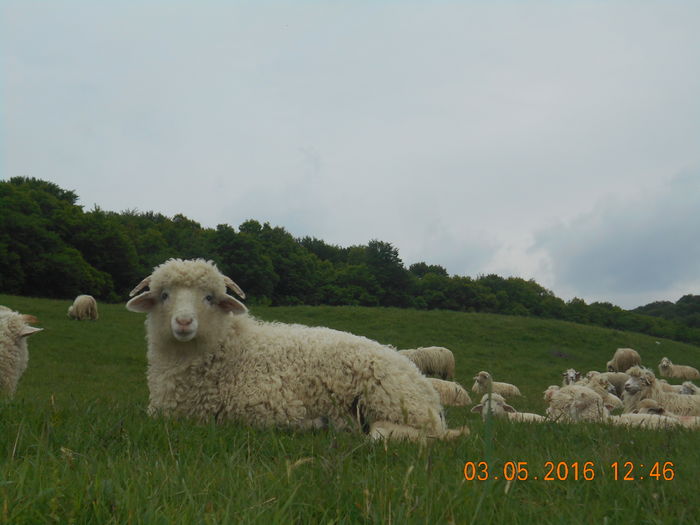 Picture 088 - oile cu miei 2016