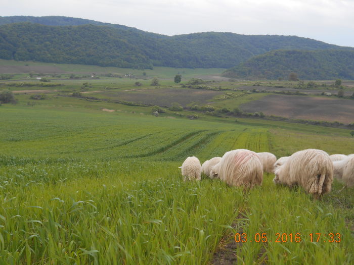 Picture 105 - oile cu miei 2016
