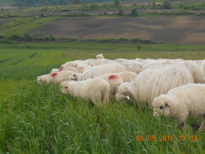 Picture 106 - oile cu miei 2016