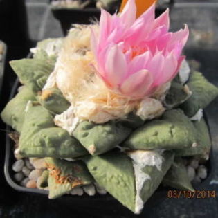 Ariocarpus trigonus x fissuratus