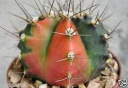 Gymnocalycium horstii variegated